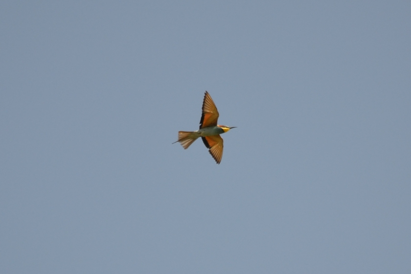 i miei primi gruccioni